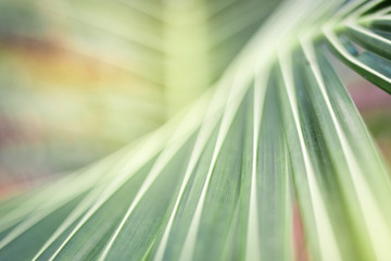 Wall Mural - Leaf background