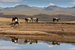 Pferdeherde am Song Köl See in Kirgistan