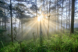 Fototapeta Tęcza - Fantastic foggy forest with pine tree in the sunlight. Sun beams through tree. Beauty world