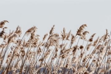 Naklejka na meble Reed straws swaying in the wind in backlight