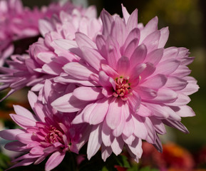 Dahlia is a genus of bushy, tuberous, herbaceous perennial plant