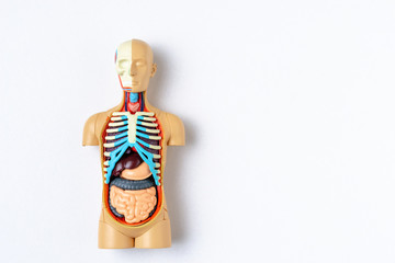 plastic man dummy with internal organs on a white background with copy space. teaching model of the 