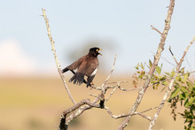 Common Myna Bird (Acridotheres Tristis) Singing