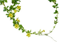Nature Frame Of Twisted Climbing Vines With Glossy Green Leaves And Yellow Flowers Of Yellow Allamanda Or Common Trumpet Vine The Ornamental Flowering Plant Isolated On White Background, Clipping Path