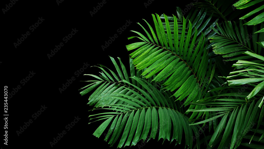 Tropical palm leaves, rainforest foliage nature plant bush on black background. - obrazy, fototapety, plakaty 