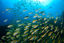 A Large School Of Colorful Fusilier Fish On A Coral Reef