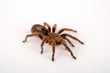 Chilenische Vogelspinne (Euathlus sp. bronze) - tarantula from Chile