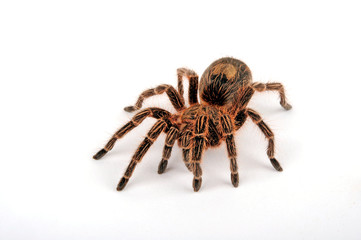 Canvas Print - Chilenische Vogelspinne (Euathlus sp. bronze) - tarantula from Chile