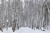 Fototapeta Las - Birch grove covered with snow