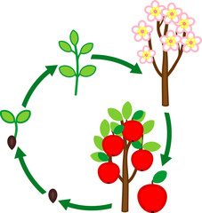 Poster - Life cycle of apple tree. Plant growth stage from seed to tree with fruits