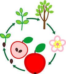 Poster - Life cycle of apple tree. Plant growth stage