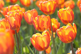 Fototapeta Tulipany - beautiful bright motley orange tulips in sunshine in a summer field or garden