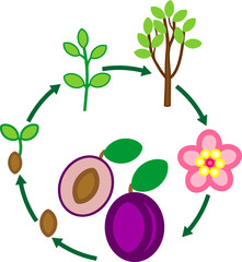 Wall Mural - Life cycle of plum tree. Plant growth stage