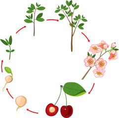 Poster - Life cycle of cherry tree. Plant growth stage