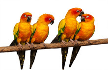 Parrots On White Background.