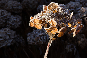 Canvas Print - Hortensie Gefroren