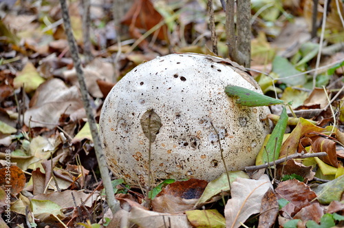 Fotografie, Obraz Paltry puffball mushroom, Ontario, Canada