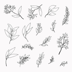 set of hand drawn eucalyptus twigs