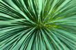 Grüne Pflanze mit langen, runden, stachelartigen Blättern wirkt wie ein abstraktes Kunstwerk