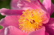 canvas print picture - Prächtige rosa-farbene Blüte mit gelb-leuchtenden Stempeln in der Frühlingssonne