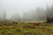 View of cows grazing in grass field, mountain forest in fog. The image is captured in Trabzon/Rize area of Black Sea region located at northeast of Turkey.