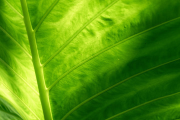 Wall Mural - Abstract detail on leaf nature background back light from tropical forest.