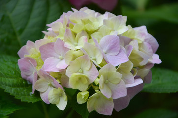 pink flowers in the garden