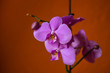 Lilac orchids. Inflorescence of purple orchid flowers on the branches with leaves.
