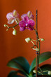 Lilac orchids. Inflorescence of purple orchid flowers on the branches with leaves.