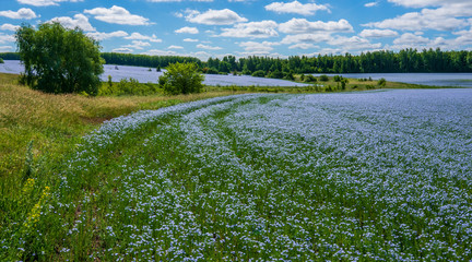 Wall Mural - flax flowers. flax field, flax blooming, flax agricultural cultivation.