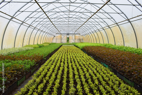 Photographie young plants in a greenhouse