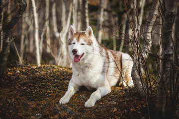 Fotoroleta pies ssak piękny oko wzgórze