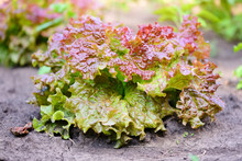 Bright  Red Lettuce Growing In The Summer Garden