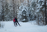 Fototapeta Tulipany - Cross-country skiing in winter