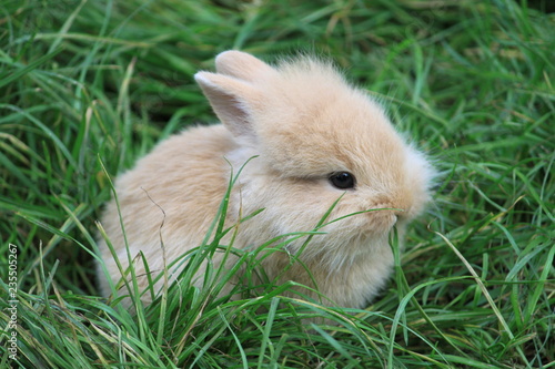 Susser Hase Buy This Stock Photo And Explore Similar Images At