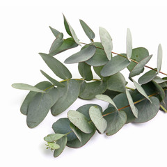 Sticker - Feuilles d'eucalyptus gunnii