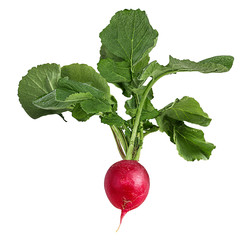 Wall Mural - Fresh radishes isolated on white.
