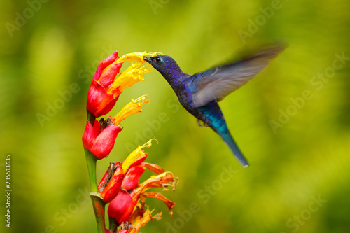 Fotografía Big blue hummingbird Violet Sabrewing flying next to beautiful red flower with clear green forest nature in background