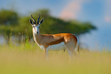 Springbok, Antidorcas Marsupialis, Animal Walking In The Water Grass During Hot Day. Forest Mammal In The Habitat, Okavango, Botswana. Wildlife Scene With Deer From African. Nature.