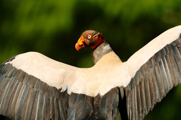 Wall Mural - King vulture, Costa Rica, large bird found in South America. Wildlife scene from tropic nature. Condor with red head.