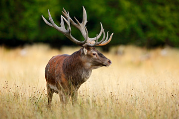 red deer stag, majestic powerful adult animal outside autumn forest. big animal in the nature forest