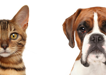 Wall Mural - Kitten and puppy. Half of muzzle close up portrait