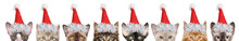 Large Group Of Kitten Half-face In Santa Red Hats