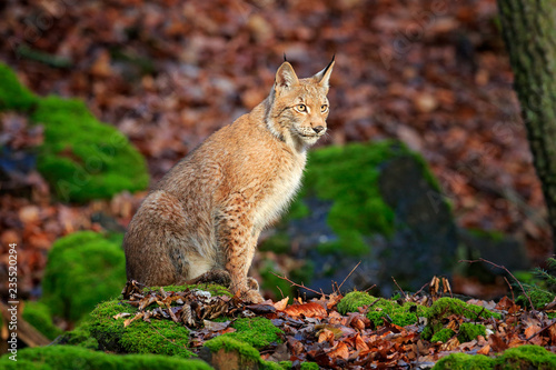 Lynx In The Forest Walking Eurasian Wild Cat On Green Mossy