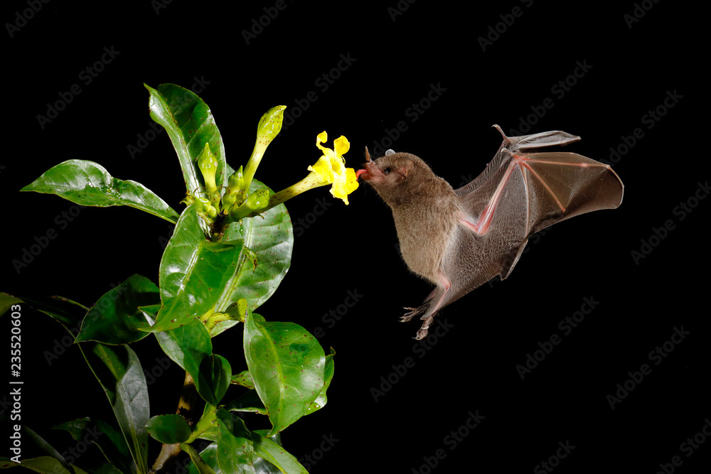 Night nature, Pallas's Long-Tongued Bat, Glossophaga soricina, flying bat in dark night. Nocturnal animal in flight with red feed flower. Wildlife action scene from tropic nature, Costa Rica. - obrazy, fototapety, plakaty 