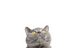 Gray British cat looking up on a white background