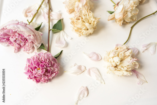 Fotografía Nature background - full frame view of wilting peony flowers on white background