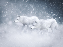 3D Rendering Of Two Majestic White Wolfs In Snow.