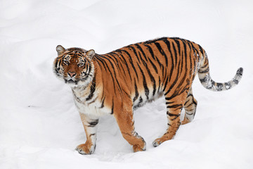 Wall Mural - Siberian tiger standing in white winter snow