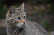 European wildcat side profile portrait close up
